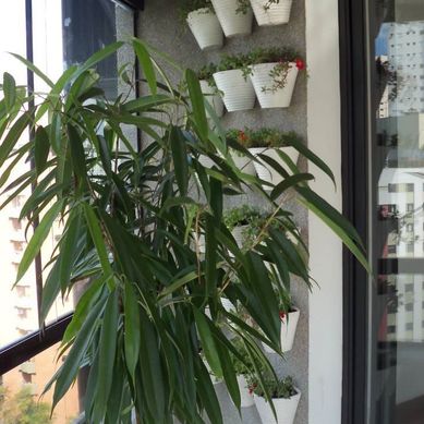 Jardim vertical em vasos