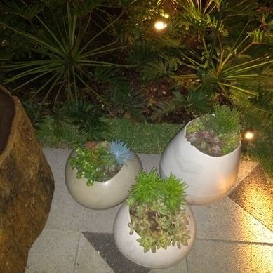 Jardim com suculentas em vasos