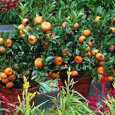 Jardim comestível