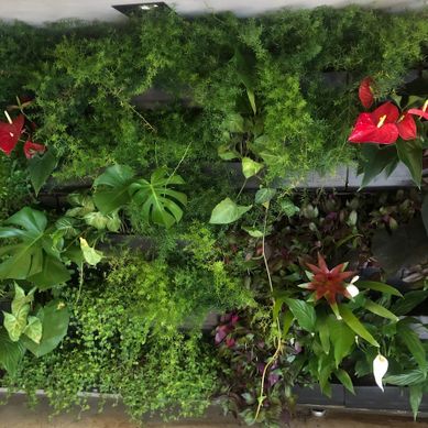 Jardim vertical DB.