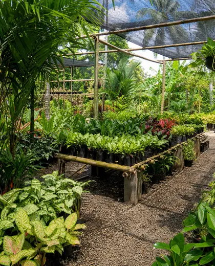 tropical garden — nursery (tropical)